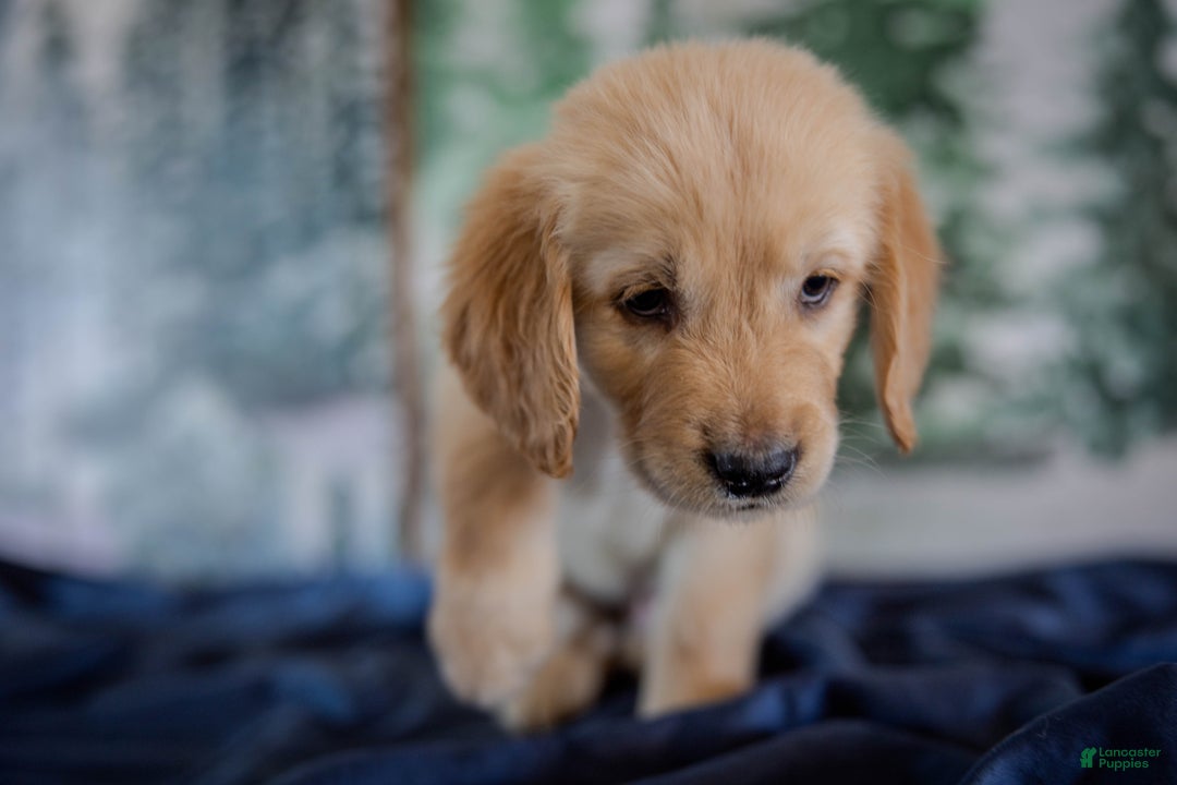 Golden Retriever dogs for sale: Yellow - Ad 3