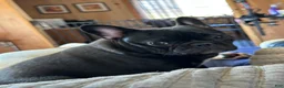 French Bulldog dogs for sale: Ellie - Ad 6