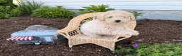 Bichpoo dogs for sale: Malachi - Ad 4