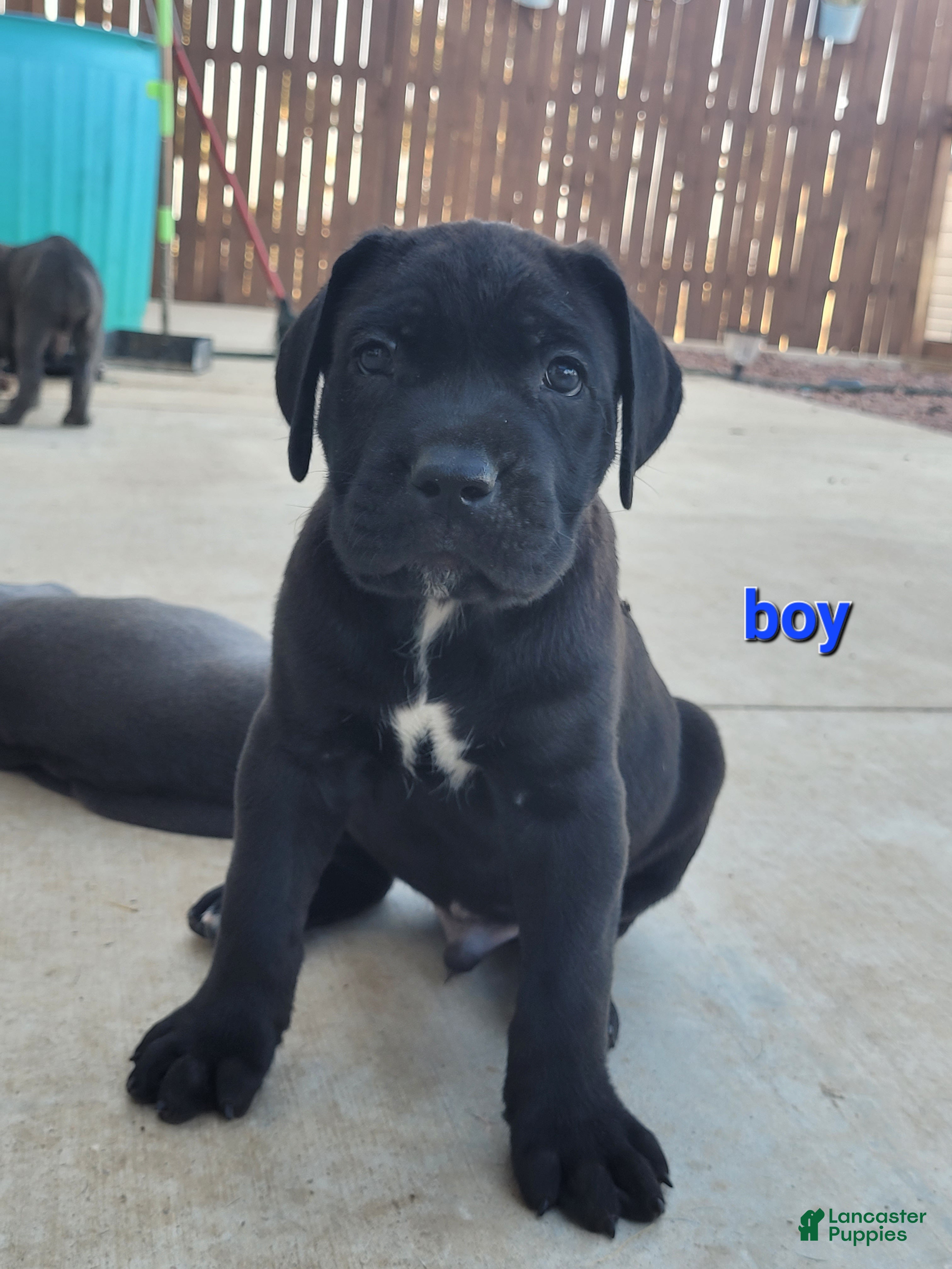 Cane Corso dogs Atlas - Ad 1