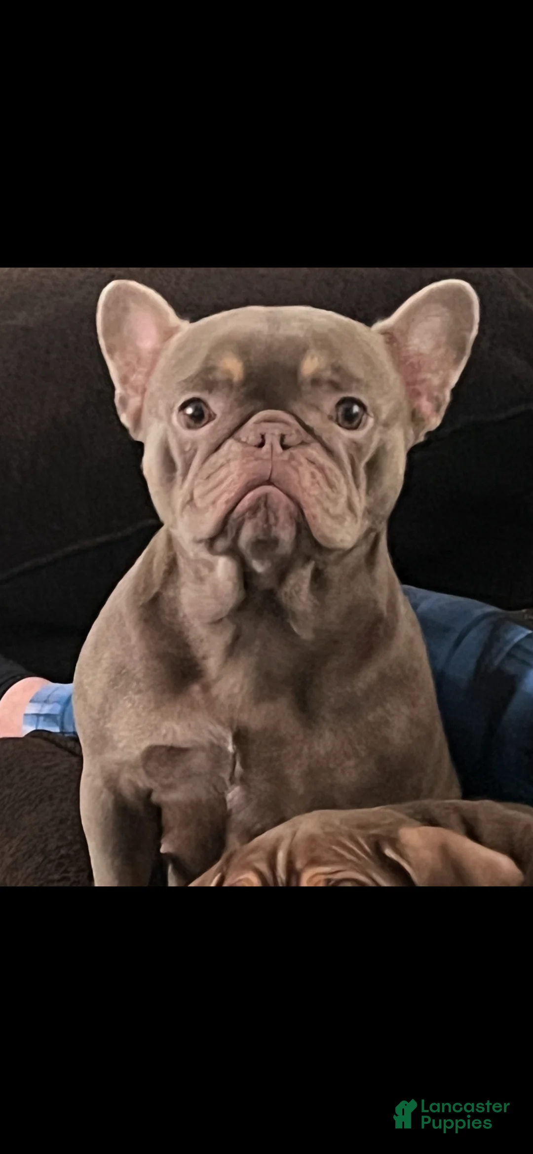 Mixed Breed dogs for sale: Love  - Ad 2