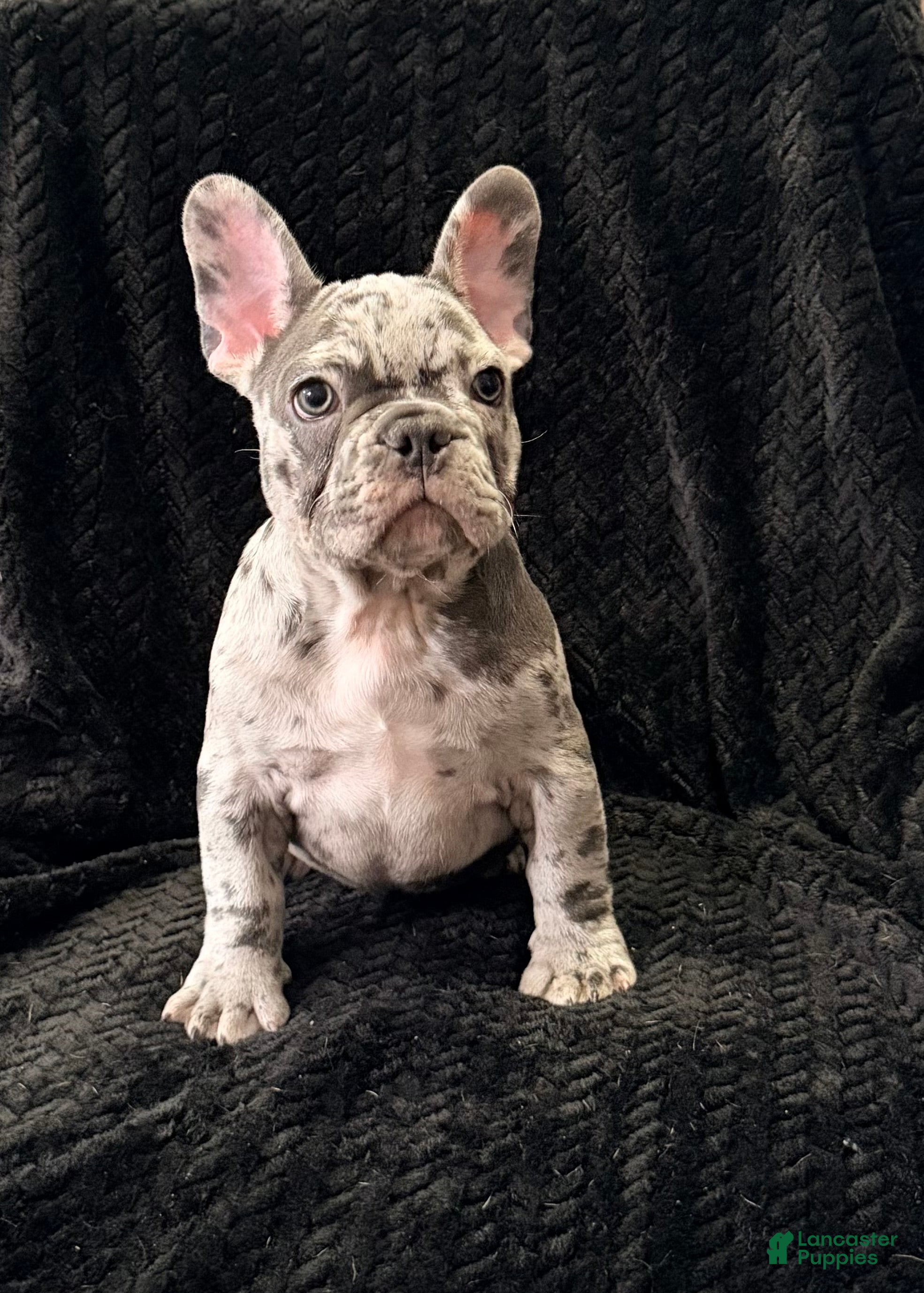French Bulldog dogs Yeah Yeah - Ad 1