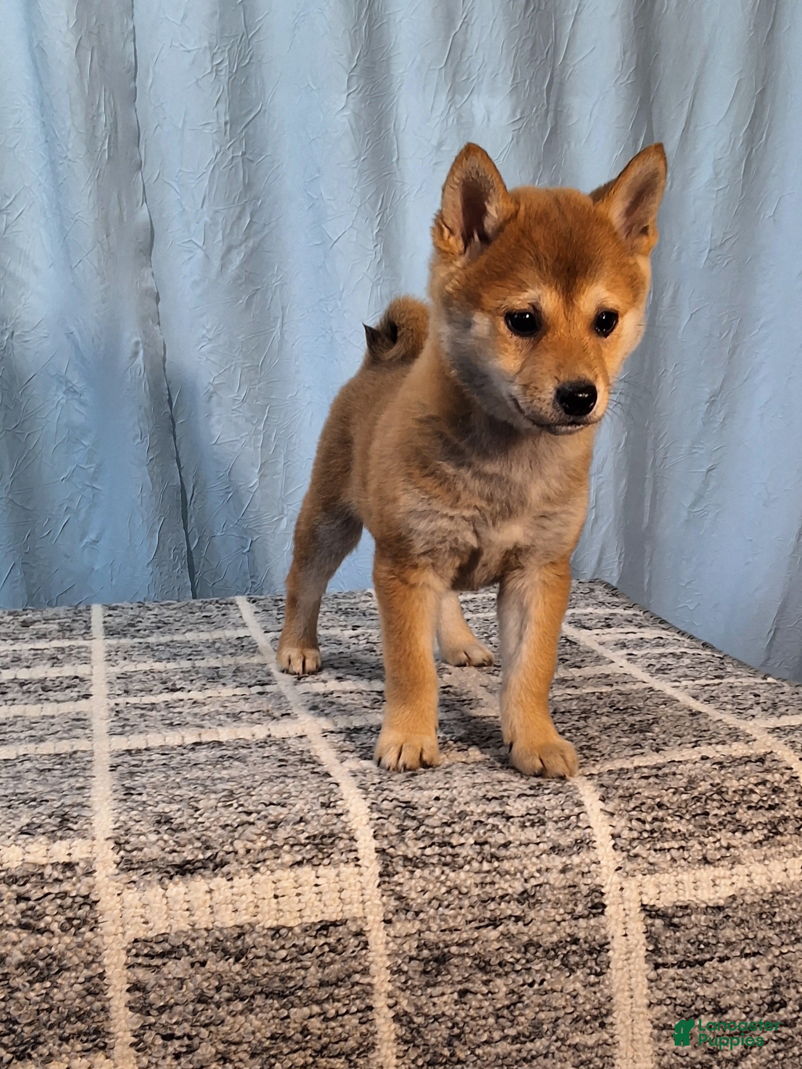 Shiba Inu dogs Pixie  - Ad 2