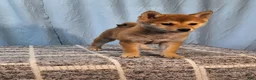 Shiba Inu dogs for sale: Pixie  - Ad 2