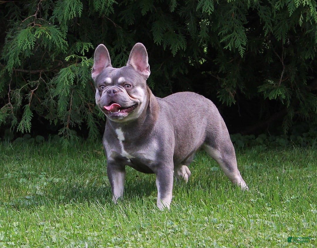 French Bulldog dogs for sale: Lollie - Ad 4