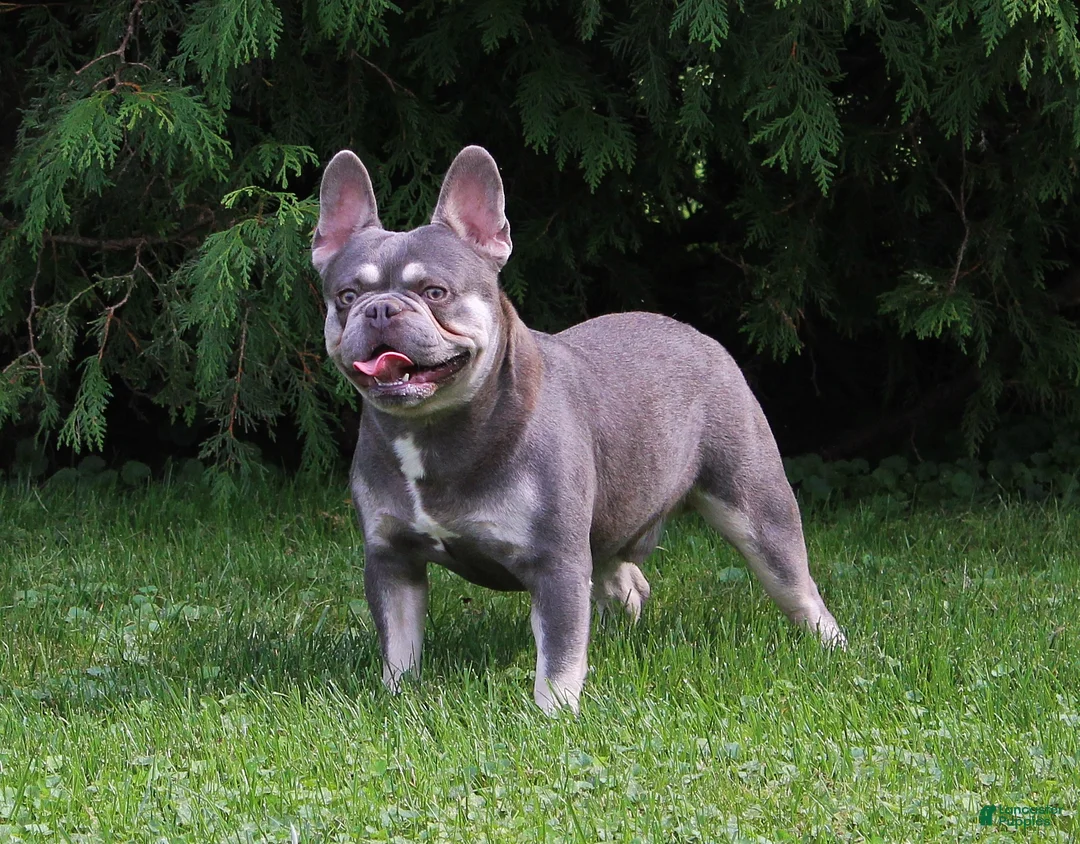 French Bulldog dogs for sale: Lollie - Ad 6