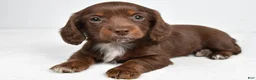 Miniature Dachshund dogs for sale: Finley - Ad 1