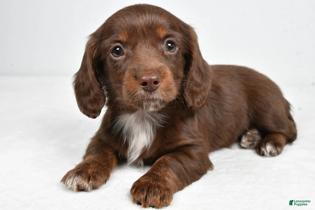 Miniature Dachshund dogs for sale: Finley - Ad 1