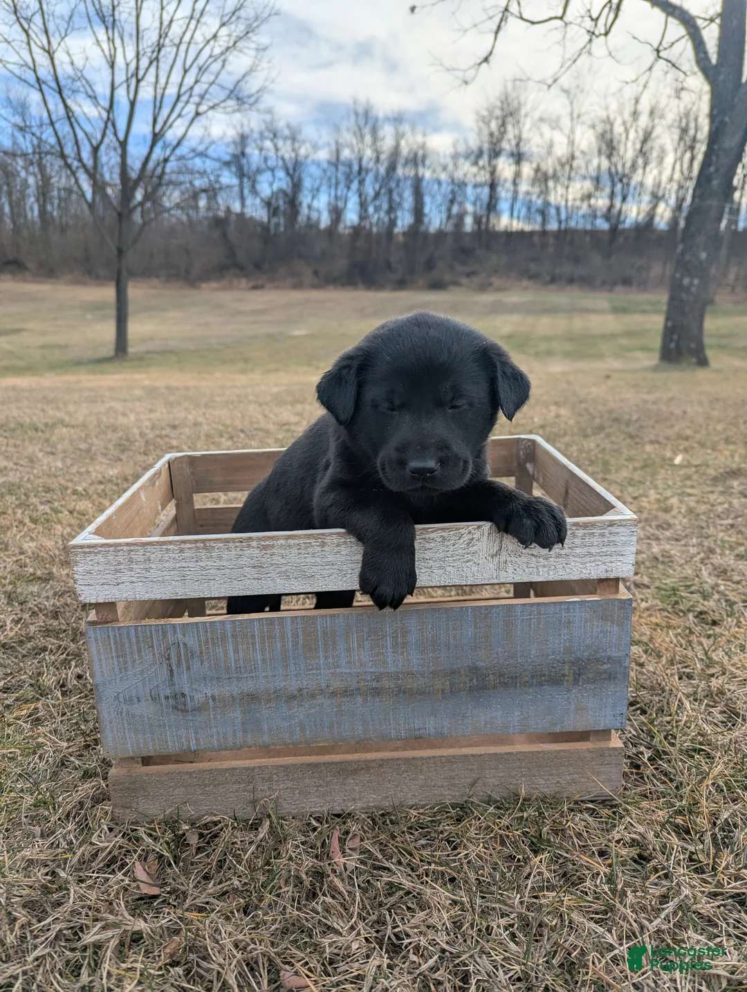 Labrador Retriever dogs for sale: Bella - Ad 1