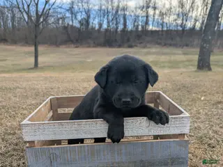Labrador Retriever dogs Bella - Ad 9