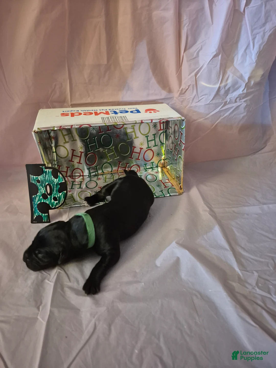 Great Dane dogs for sale: Peaches - Ad 1