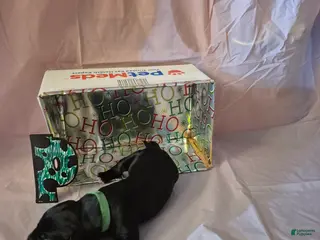 Great Dane dogs Peaches - Ad 34