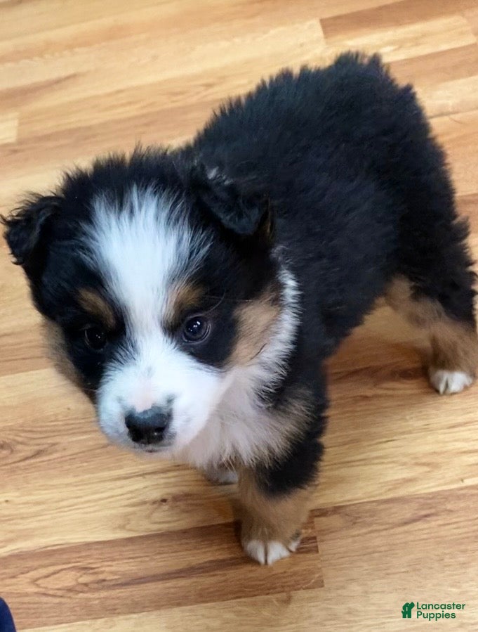 Australian Shepherd dogs Thunder  - Ad 36