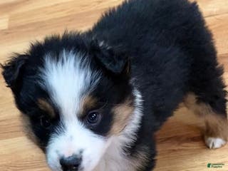 Australian Shepherd dogs Thunder - Ad 36