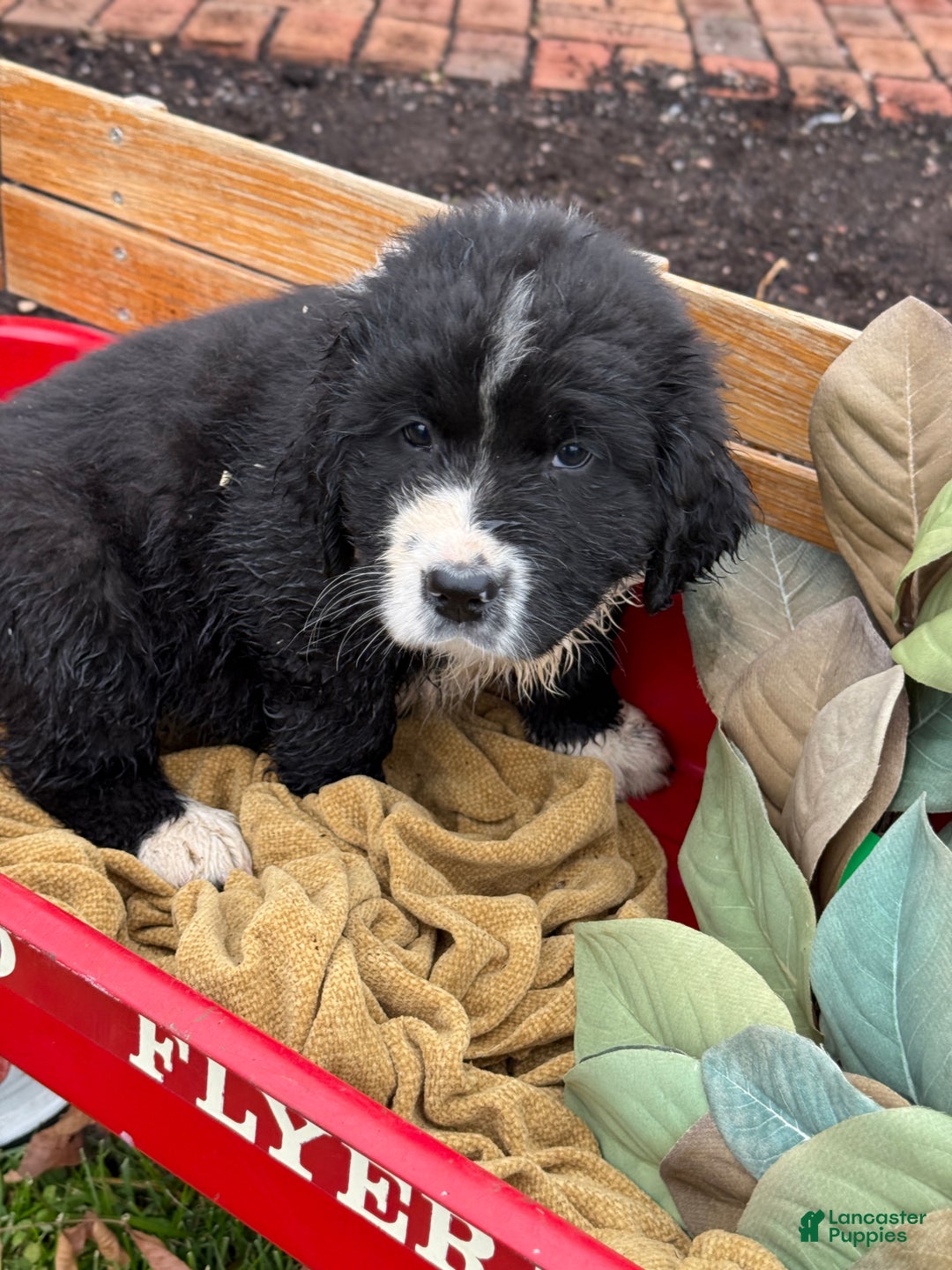 Mixed Breed dogs for sale: Watson - Ad 3