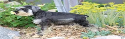 Miniature Schnauzer dogs for sale: Tucker - Ad 4