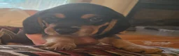 Beagle dogs for sale: Beagle 8 - Ad 3