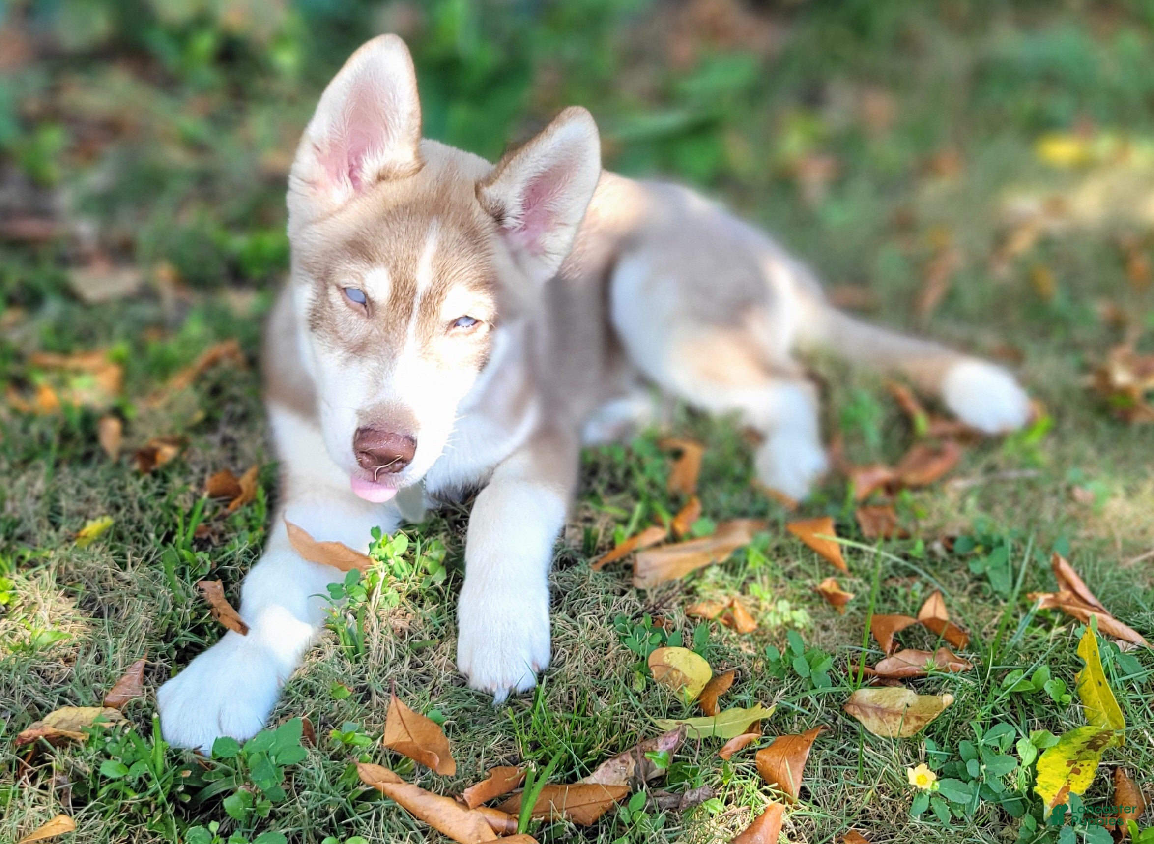 Trained Siberian Husky Puppies for sale Lancaster Puppies