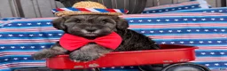 Mixed Breed dogs for sale: Jeremy  - Ad 1