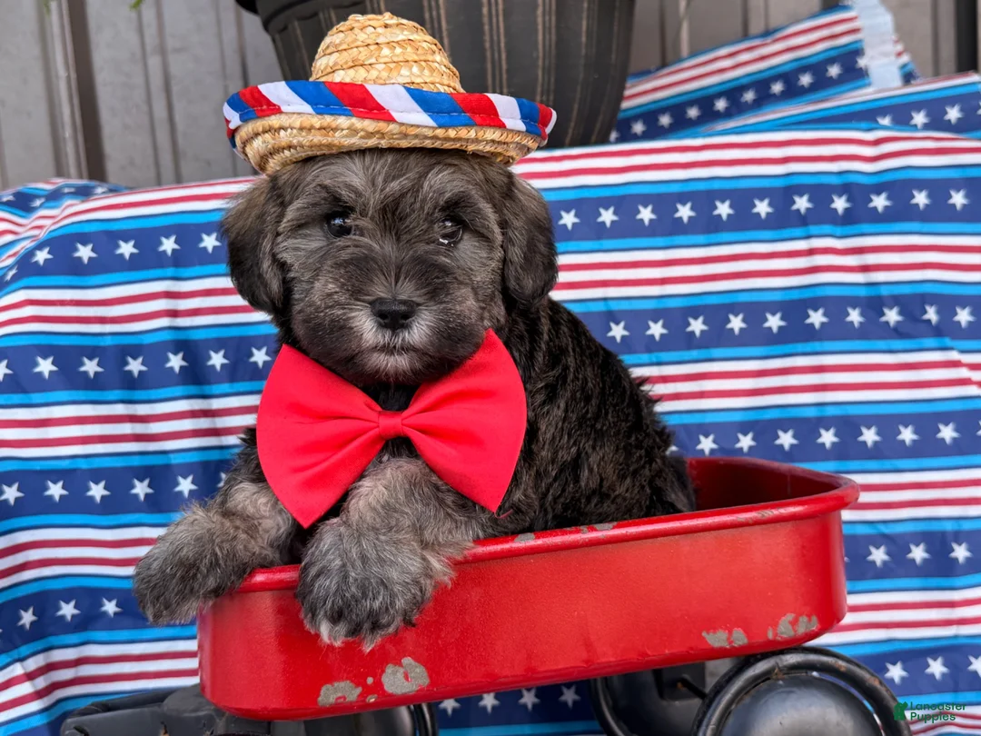 Mixed Breed dogs for sale: Jeremy  - Ad 1