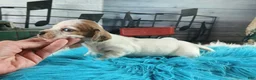 Dachshund dogs for sale: Nationwide delivery. Sugar pies white boy - Ad 10