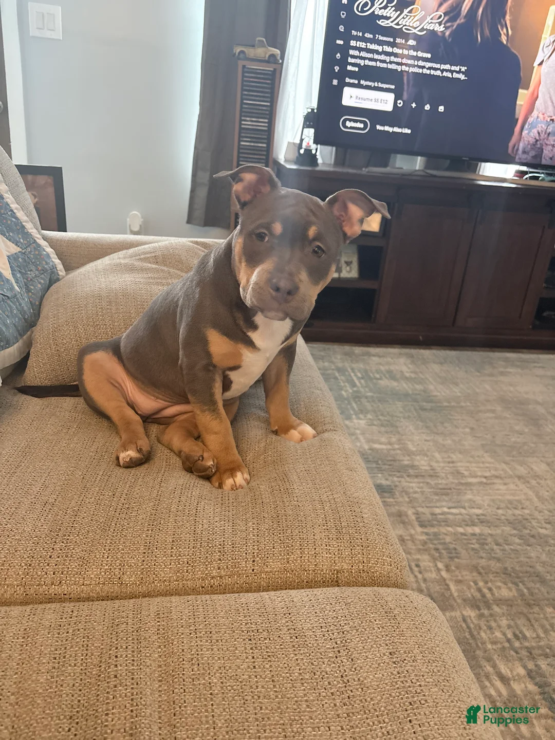 American Bully dogs for sale: American Bully Puppy 1 - Ad 2