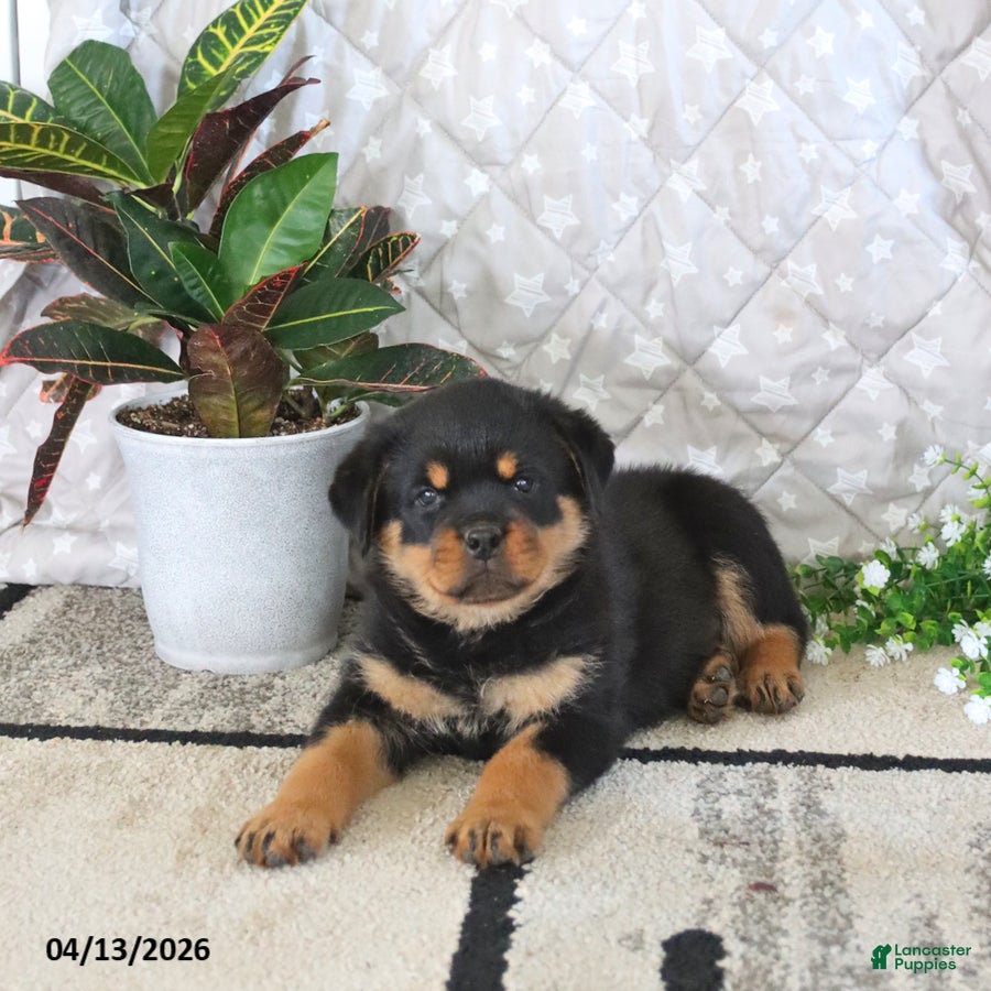 Rottweiler dogs Atlas - Ad 1