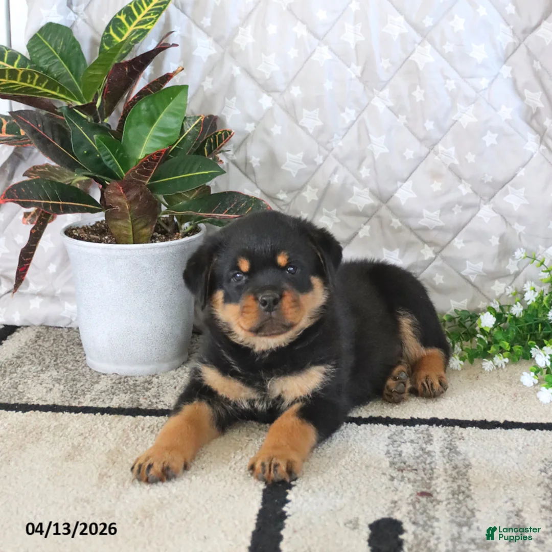 Rottweiler dogs for sale: Atlas - Ad 1