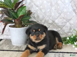 Rottweiler dogs for sale: Atlas - Ad 1