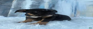 Onyx