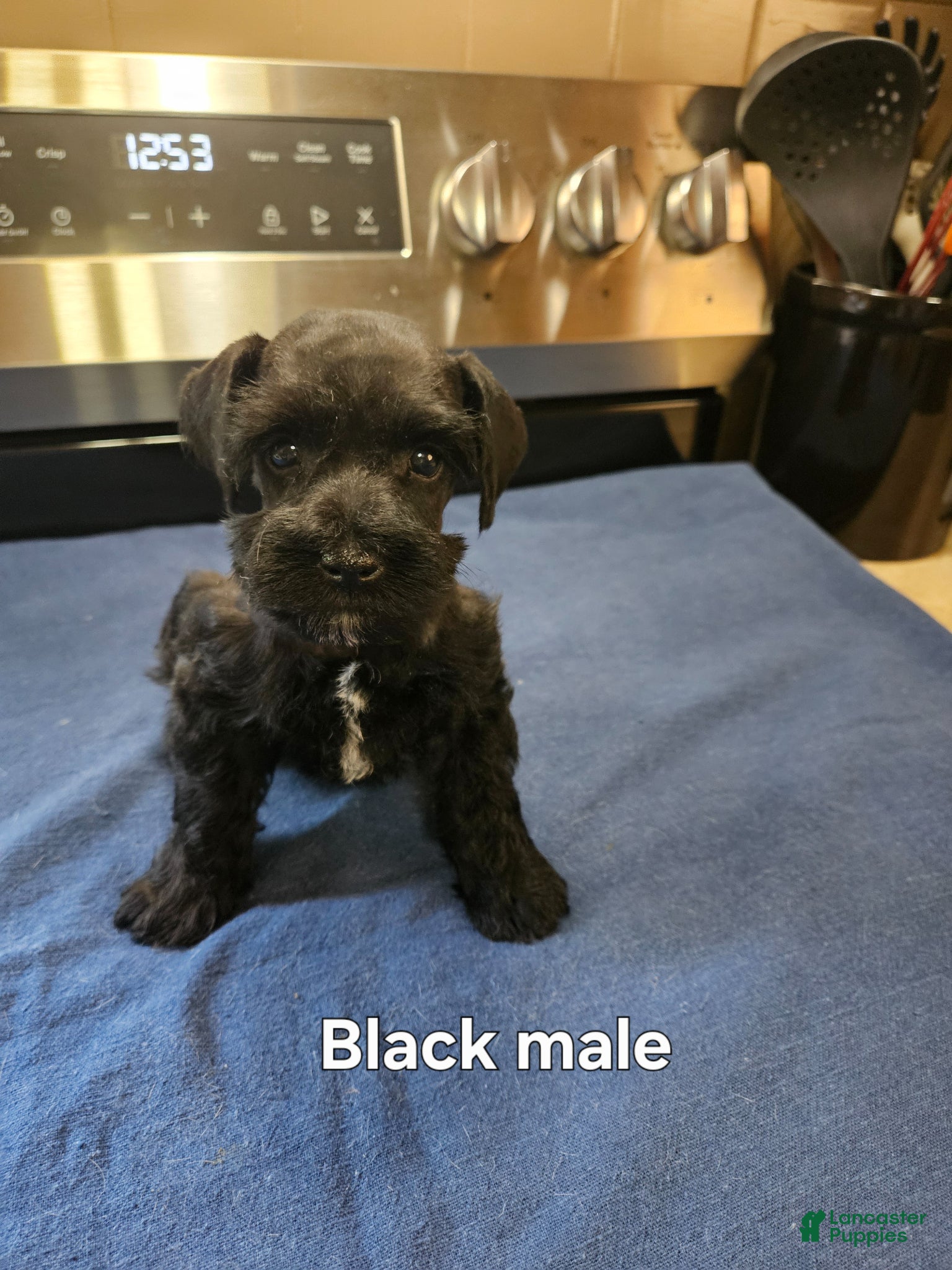 Miniature Schnauzer dogs for sale: Black male  - Ad 1