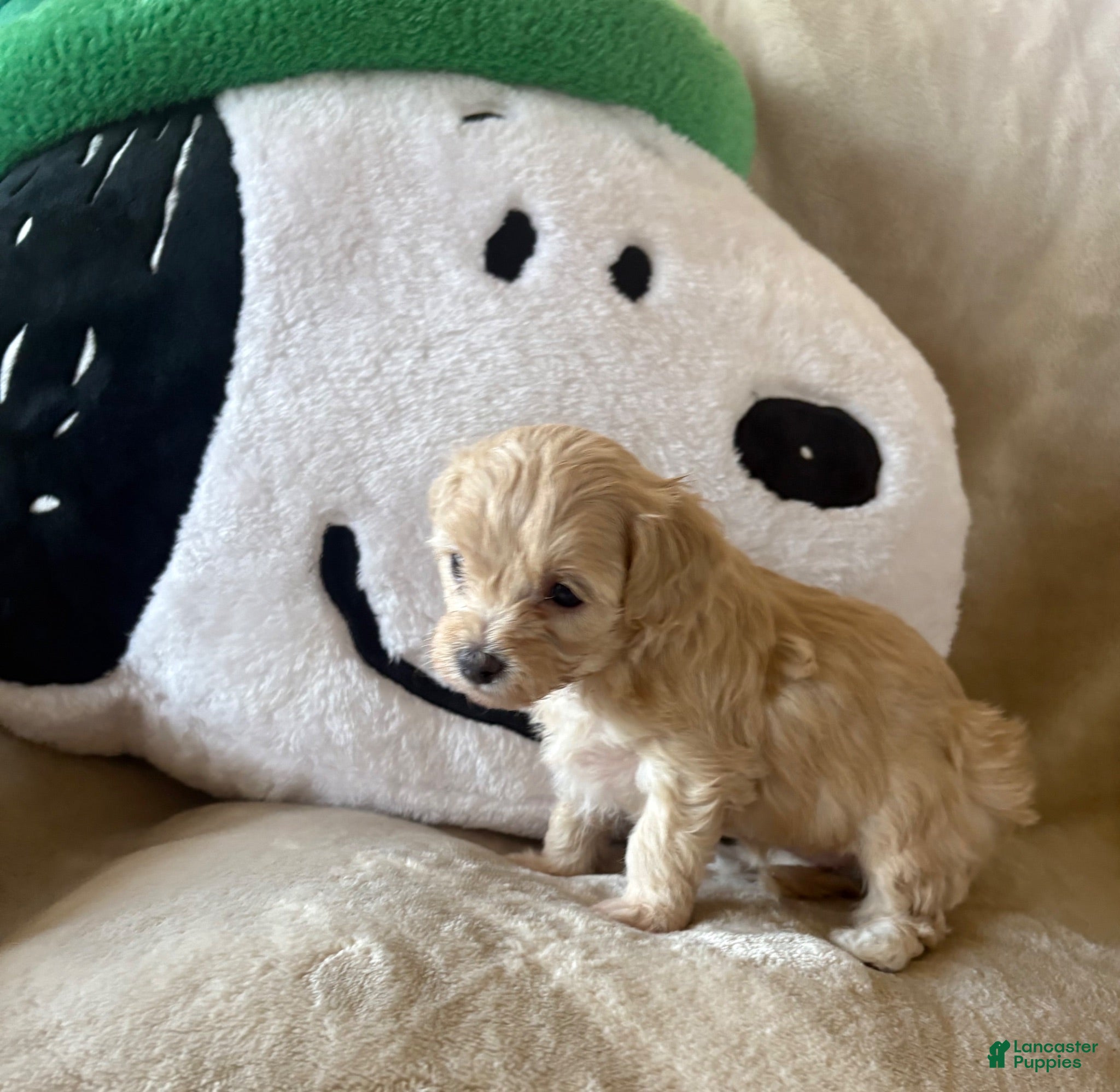 Maltipoo dogs Maple - Ad 2