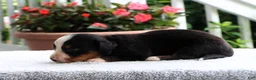 Bernese Mountain Dog dogs for sale: Kiara - Ad 4
