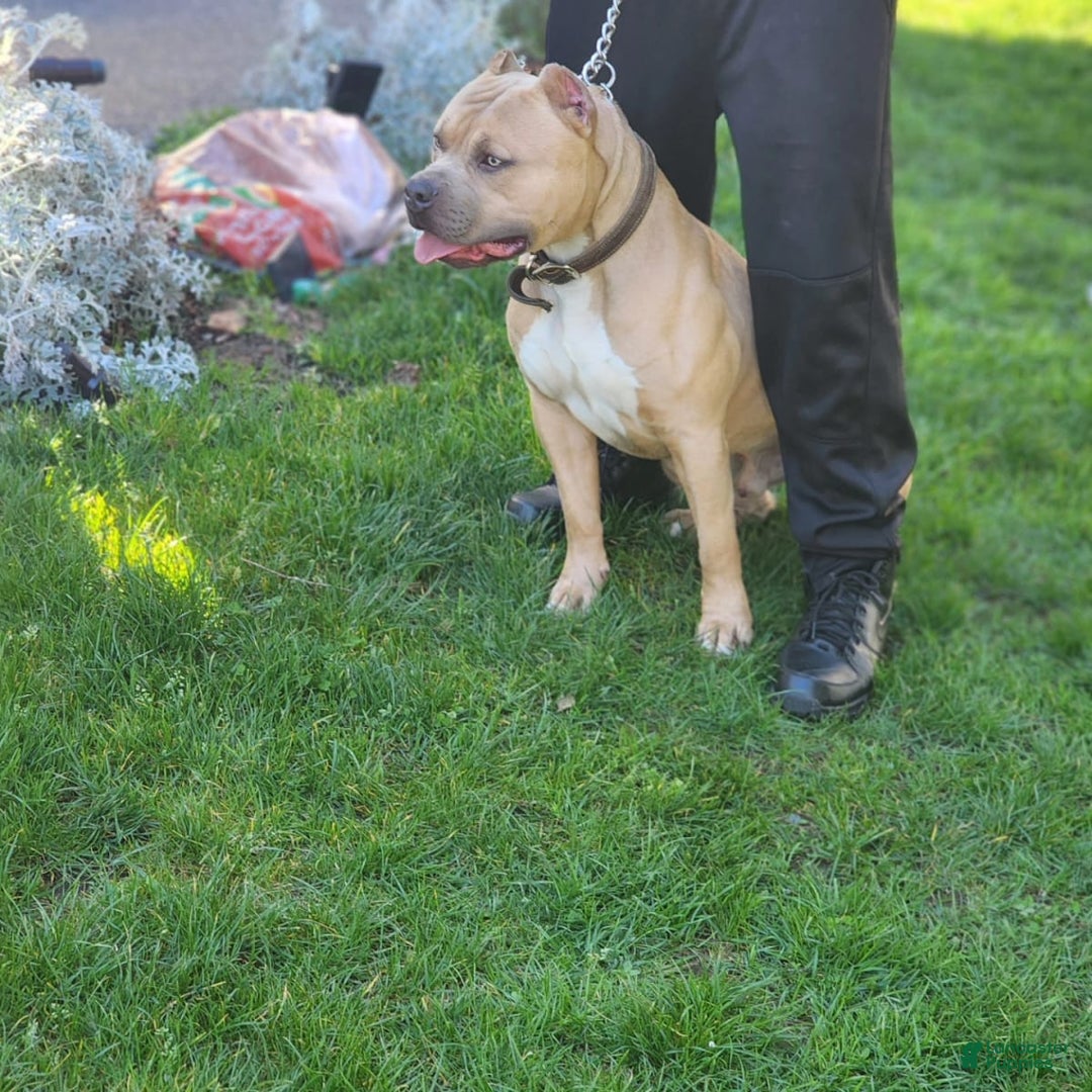 Dog with cropped ears hi-res stock photography and images - Alamy, image size:1080x1080