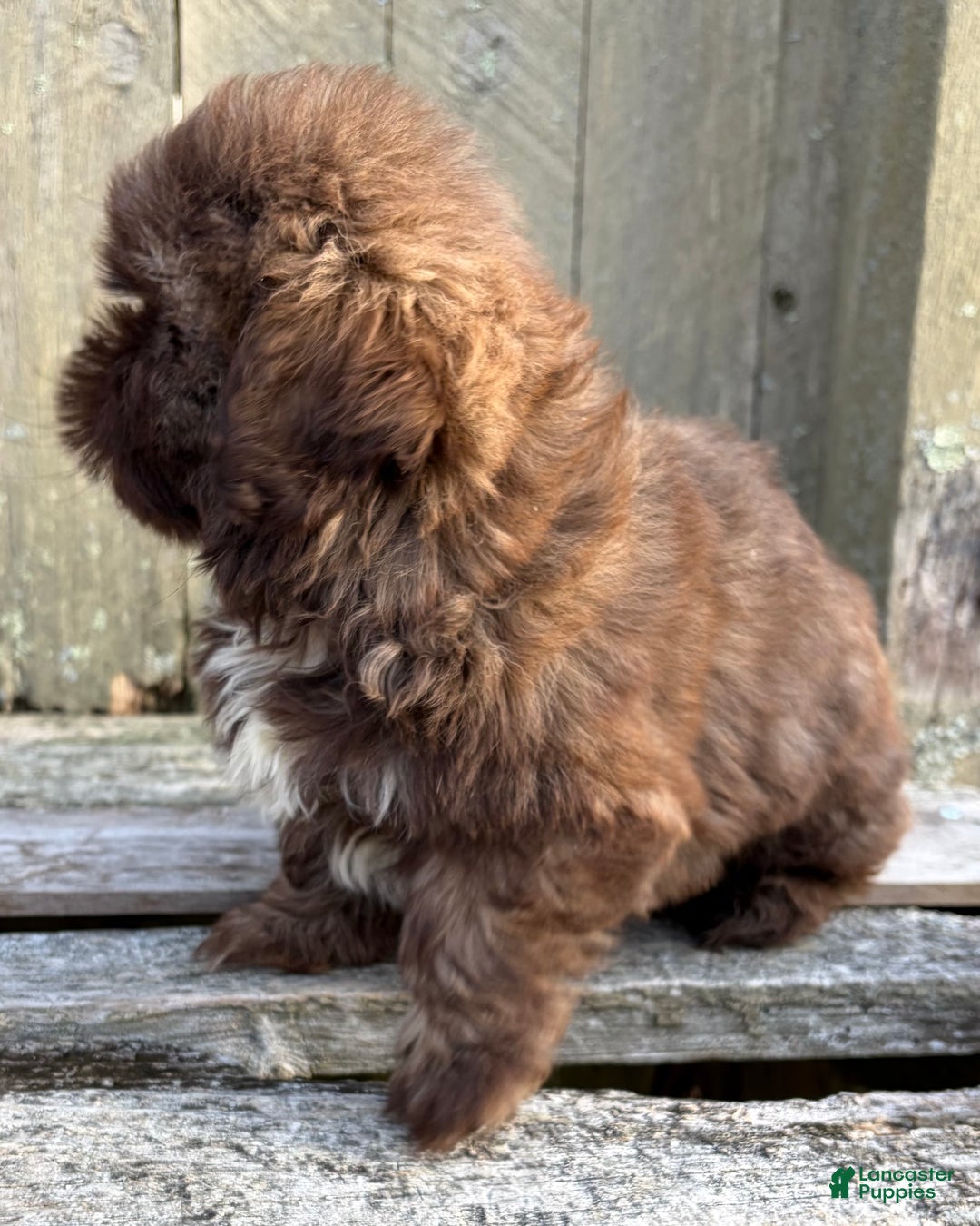 Shih Tzu dogs for sale: 💚 IN BOSTON MASSACHUSETTS AREA 💚 PUREBRED CHOCOLATE SHIH TZU 💚 ESTIMATED ADULT SIZE 10-12 LBS 💚 - Ad 10