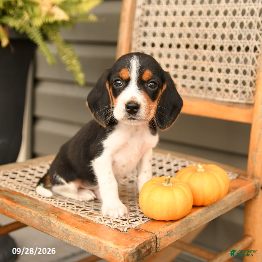 Beagle dogs Gunner - Ad 2