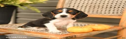Beagle dogs for sale: Gunner - Ad 2