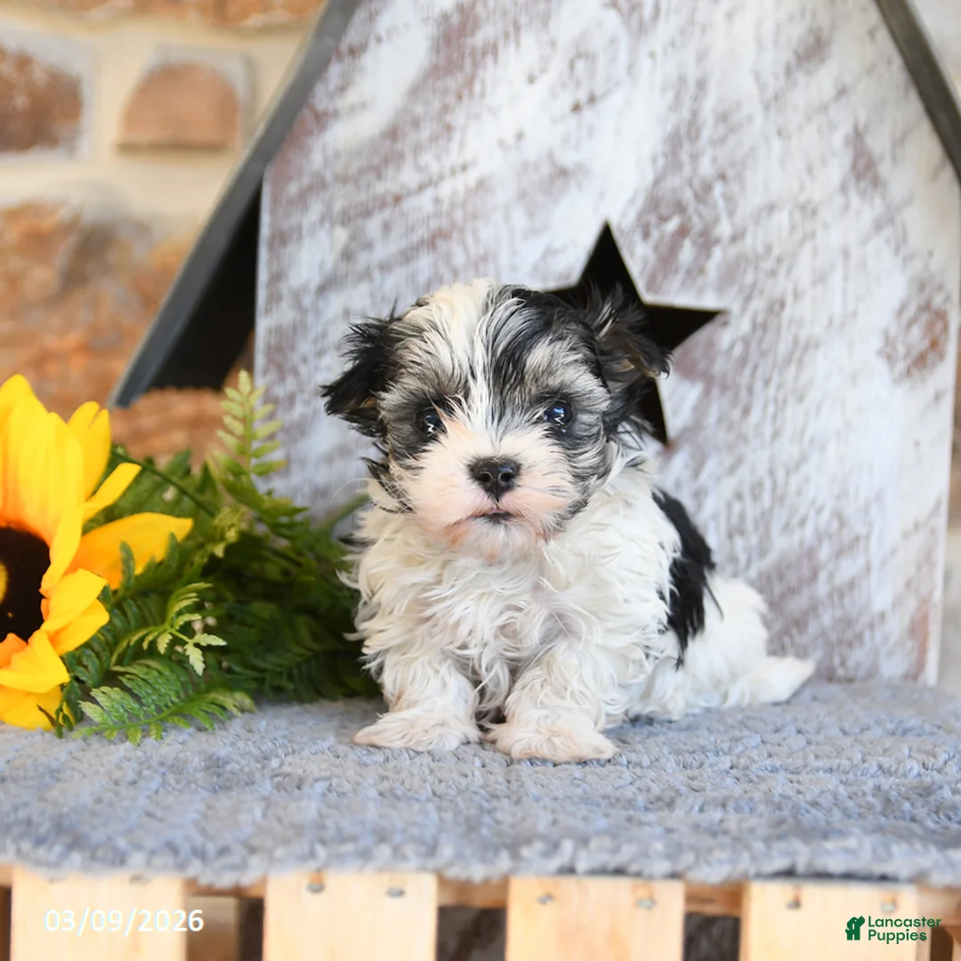 Maltipom dogs for sale: Muffin - Ad 1