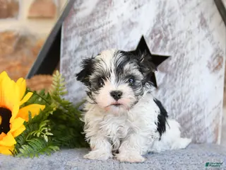 Maltipom dogs for sale: Muffin - Ad 4