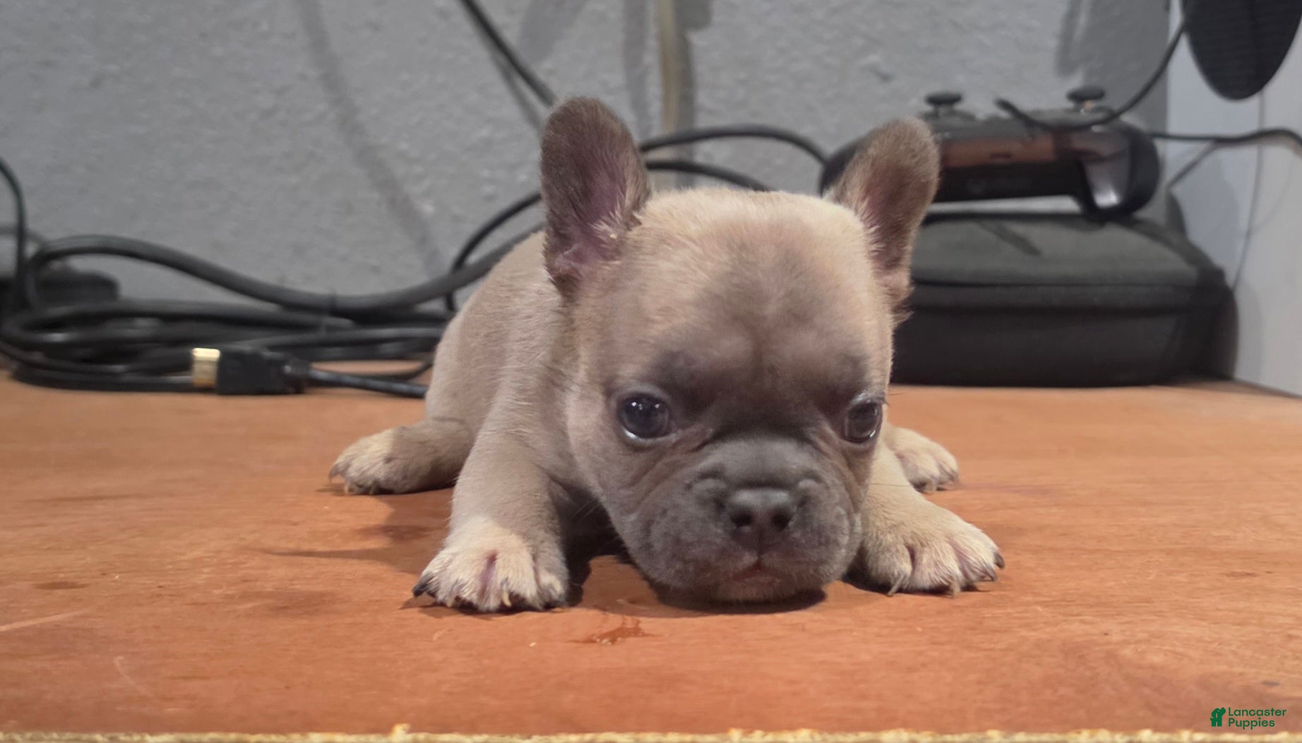 French Bulldog dogs French Bulldog 2 - Ad 41
