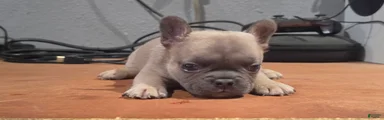 French Bulldog 2