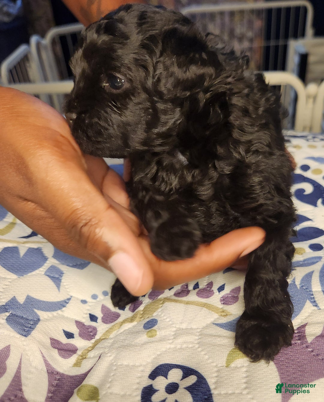Shihpoo dogs for sale: Shihpoo Puppy 4 - Ad 2
