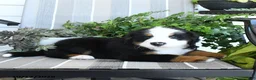 Bernese Mountain Dog dogs for sale: Isaac - Ad 4