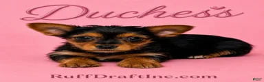 Duchess