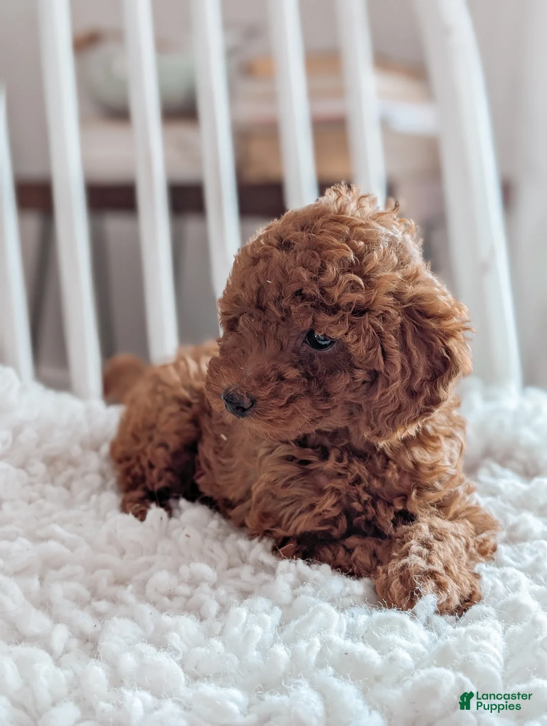 Miniature Poodle dogs for sale: Bella - Ad 7