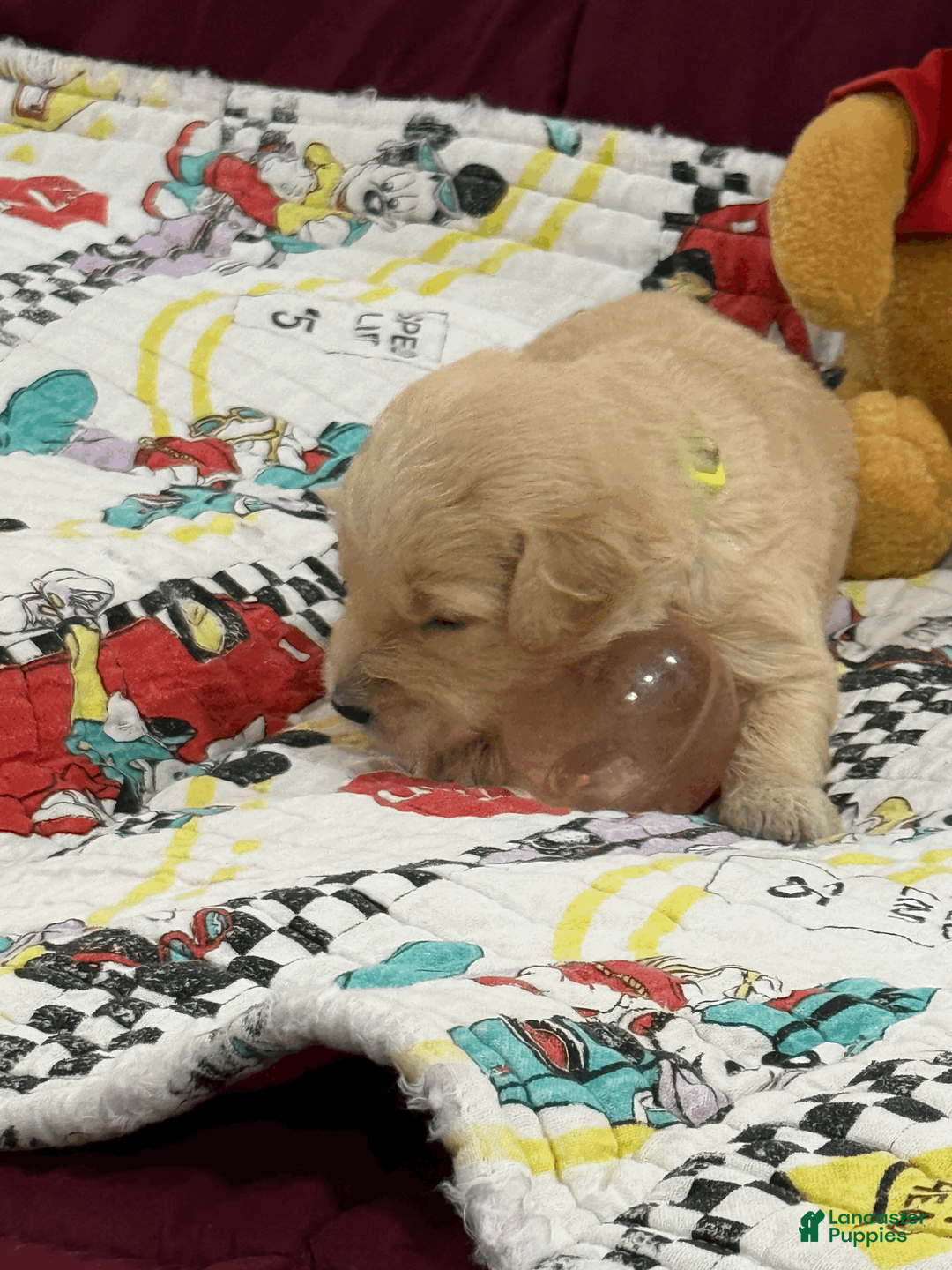 Goldendoodle dogs for sale: Neon Green - Ad 1