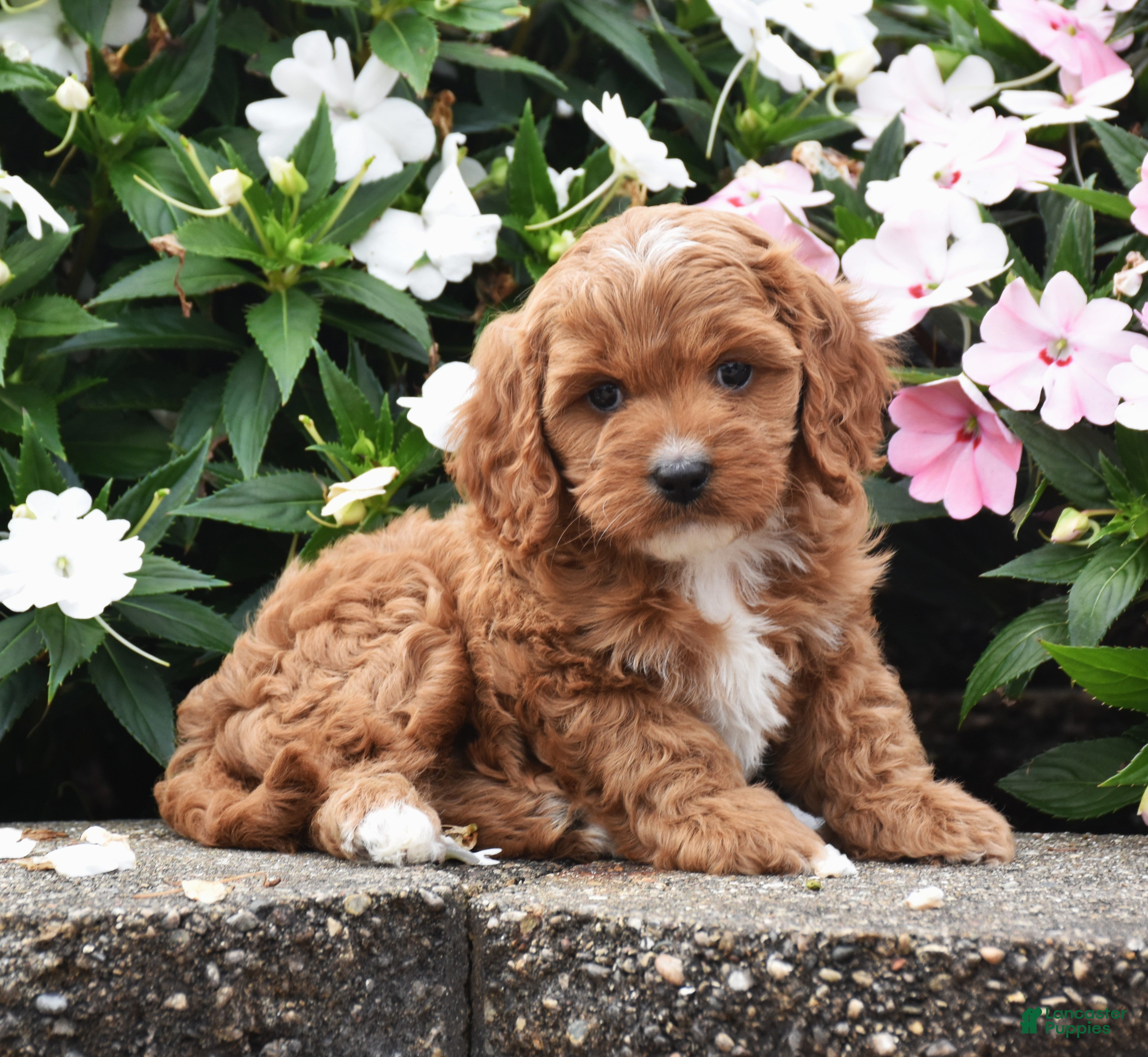 Cavapoo dogs Ollie - Ad 2