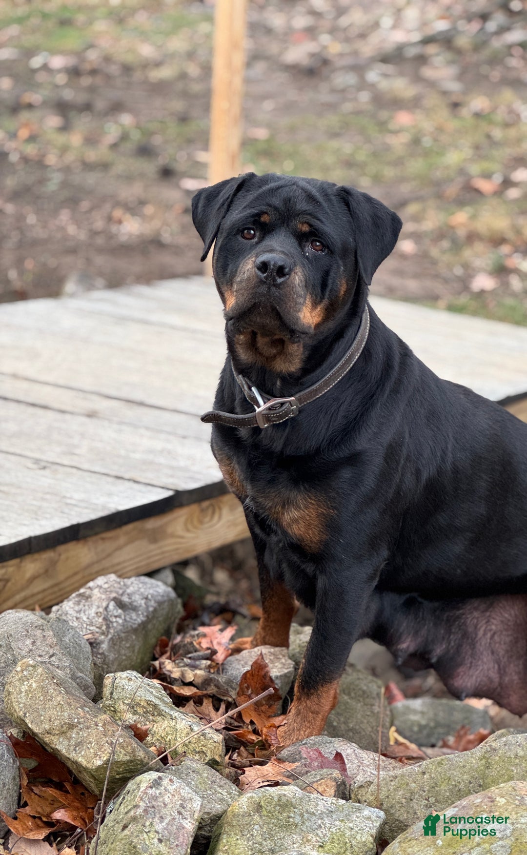 Rottweiler dogs for sale: Dash (docked tail)  - Ad 3