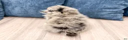 Pomeranian dogs for sale: Stormy - Ad 6