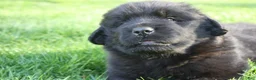 Newfoundland dogs for sale: Midnight - Ad 11